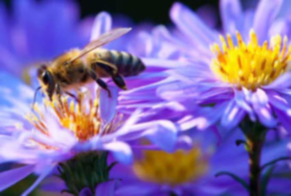 Come le api producono il miele?
