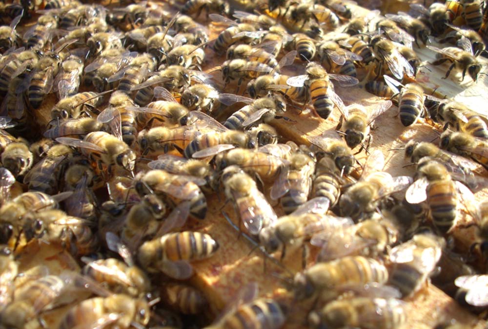 Le api, un record dopo l'altro